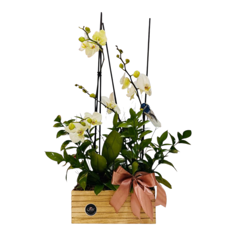 Orquídea Doble Hermosura