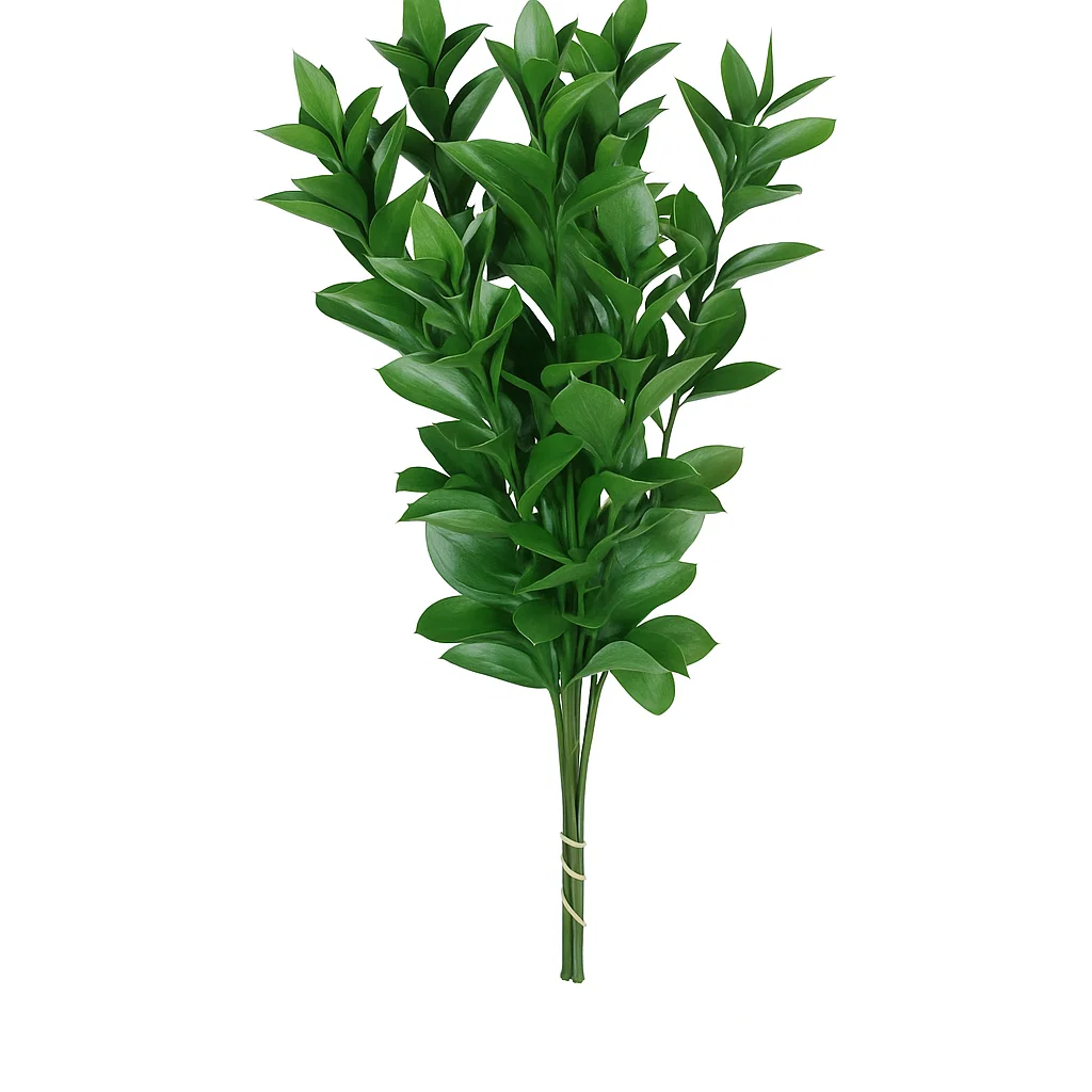 Ruscus Importado