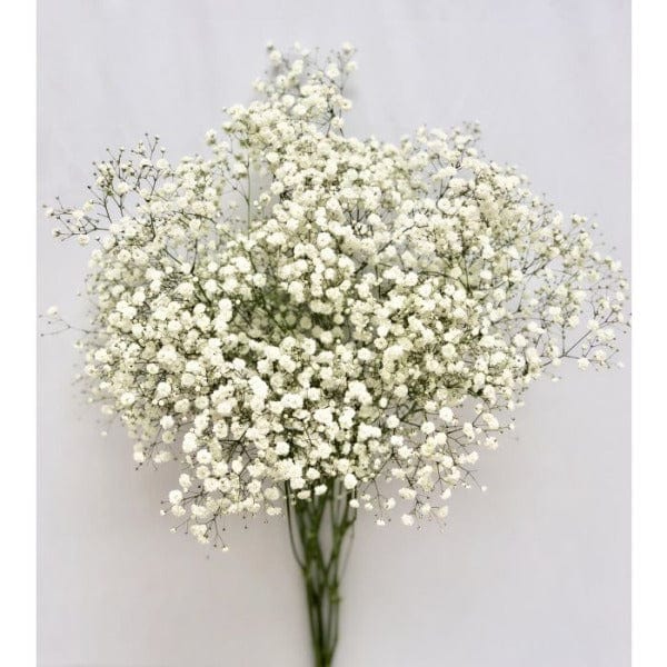 Baby Breath Importado