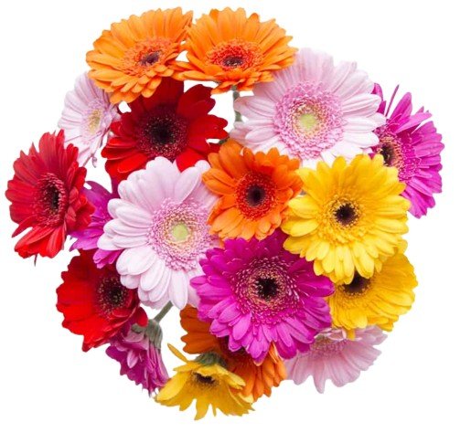 Gerberas