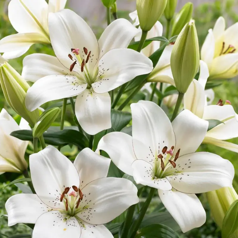Lilium Nacional