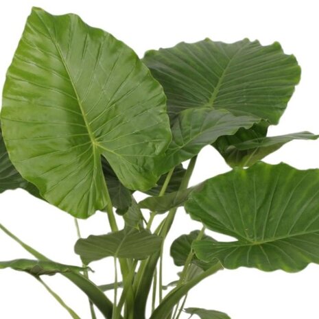 Hojas de Elefante (Alocasia)