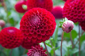 Pompones Rojos Nacionales