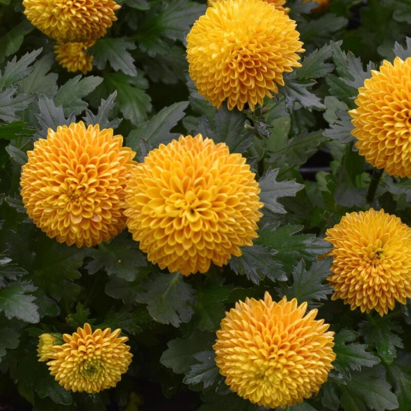 Pompones Amarillos Nacionales