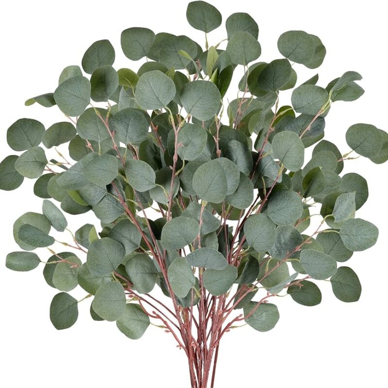 Eucaliptus Dollar