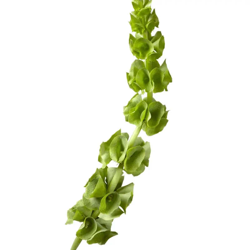 Moluccella