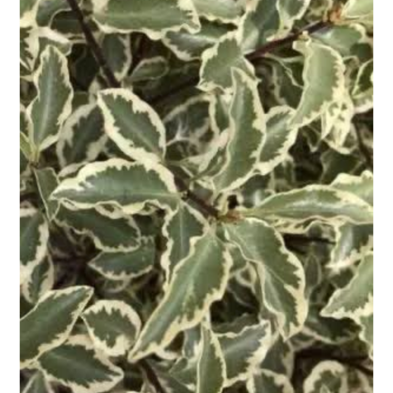 Pittosporum Verde
