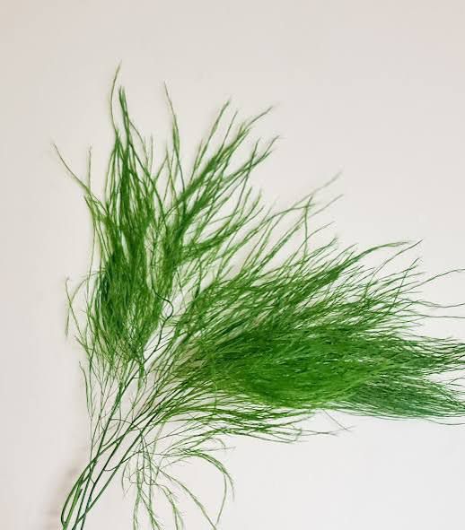Plumilla Verde